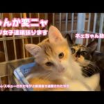 にゃんか変ニャ！  ビビリ女子達手術頑張ります  泥の中からレスキューされたモグと奥武島で遺棄されたララ   2025 08 26 2(YouTube)