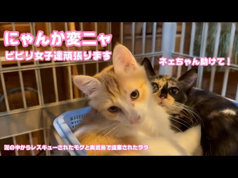 にゃんか変ニャ！  ビビリ女子達手術頑張ります  泥の中からレスキューされたモグと奥武島で遺棄されたララ   2025 08 26 2(YouTube)
