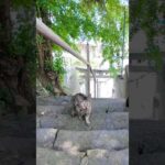 山の神社に猫！？階段トコトコが可愛すぎた件🐾⛩️(YouTube)