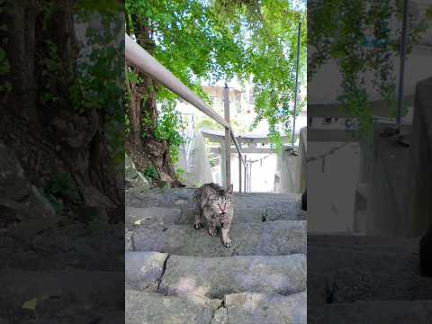 山の神社に猫！？階段トコトコが可愛すぎた件🐾⛩️(YouTube)