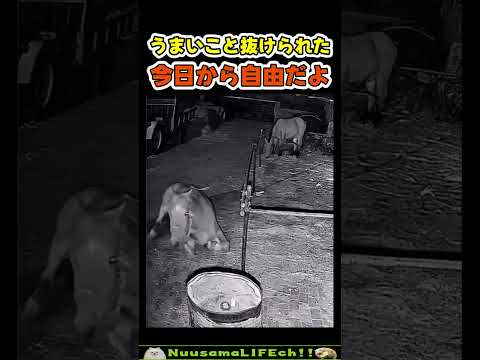 うまくいった脱走劇の一部始終😂【おもしろ動物】 #funny(YouTube)