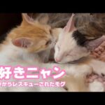 大好きニャン！  泥の中からレスキューされたモグ    2025 08 04 2(YouTube)