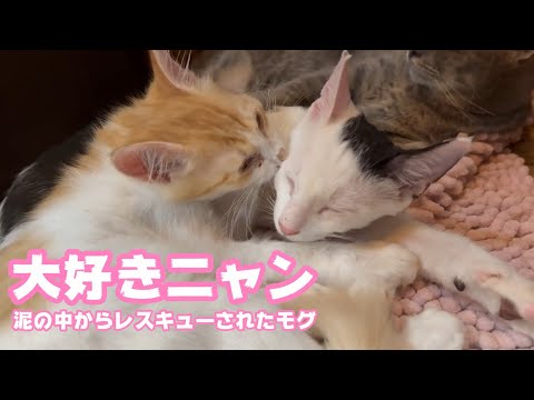 大好きニャン！  泥の中からレスキューされたモグ    2025 08 04 2(YouTube)