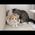 兄の毛繕いが下手すぎて長年不満を抱えてた猫がついにこうなっちゃいました…笑(YouTube)