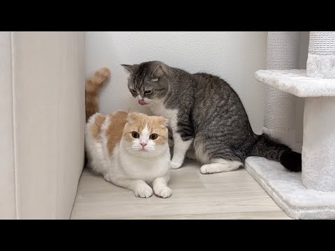 兄の毛繕いが下手すぎて長年不満を抱えてた猫がついにこうなっちゃいました…笑(YouTube)