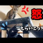 激オコしたことを飼い主に隠そうとする猫(YouTube)