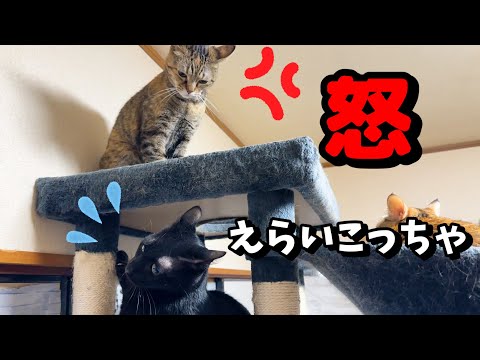 激オコしたことを飼い主に隠そうとする猫(YouTube)