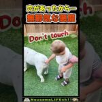 犬を襲った突然の悲劇w😂【柴犬】 #犬(YouTube)