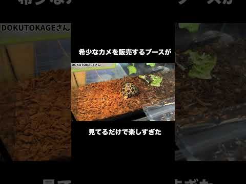 希少なカメを販売するブースが見てるだけで楽しすぎた、、、できたらとお迎えしたい(YouTube)