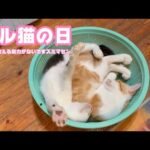 ザル猫の日  サムネ考える気力ありませんゴメンナサイwww  猫達は元気です    2025 08 02 2(YouTube)