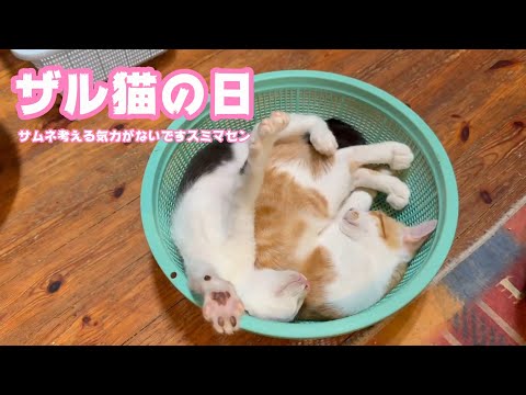 ザル猫の日  サムネ考える気力ありませんゴメンナサイwww  猫達は元気です    2025 08 02 2(YouTube)