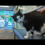 【神対応】フェリー待合室で座ってたら…猫が自らモフられに来た件🐱💖(YouTube)