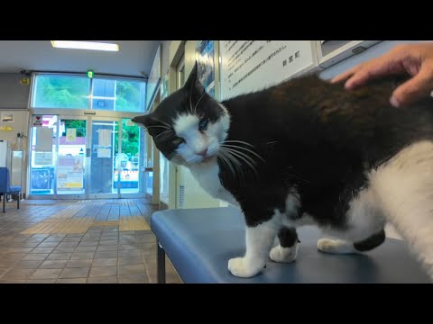 【神対応】フェリー待合室で座ってたら…猫が自らモフられに来た件🐱💖(YouTube)