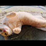 クリーム色のママ猫をモフっていたら息子の茶トラ猫もやって来た(YouTube)