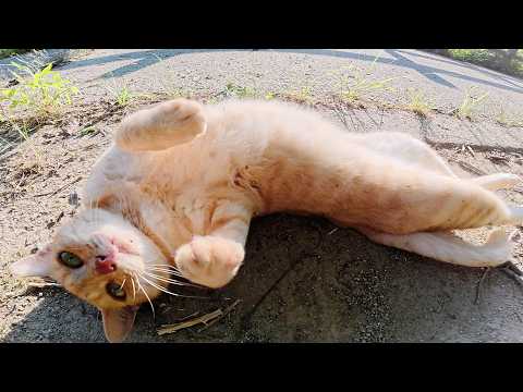 クリーム色のママ猫をモフっていたら息子の茶トラ猫もやって来た(YouTube)