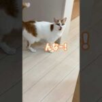 いつでもママの側にいる甘えん坊猫 #shorts(YouTube)