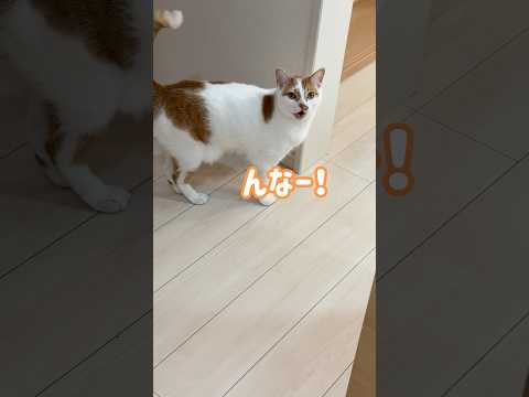 いつでもママの側にいる甘えん坊猫 #shorts(YouTube)