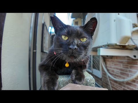 塀の上に座っていた黒猫ちゃんにもオヤツをやってきた(YouTube)