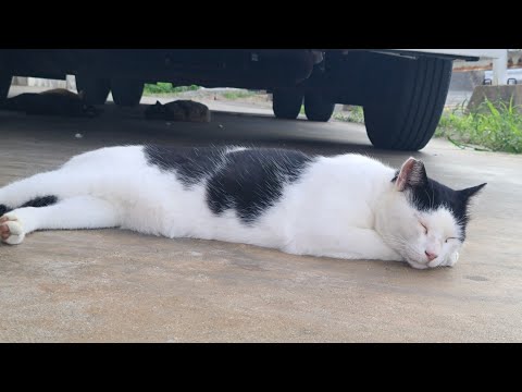 感動猫動画 のライブ配信(YouTube)