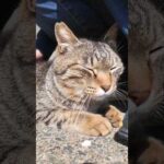 撫でてほしくて降りてきた猫、可愛すぎて尊い…🐾(YouTube)