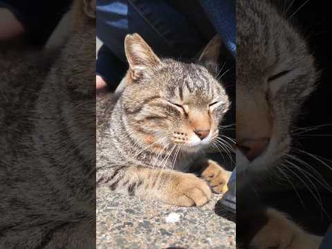 撫でてほしくて降りてきた猫、可愛すぎて尊い…🐾(YouTube)