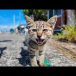 猫島の漁港で出会った子猫が可愛すぎて癒される(YouTube)