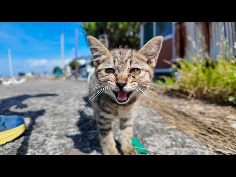 猫島の漁港で出会った子猫が可愛すぎて癒される(YouTube)