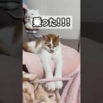 トロしゃんの一発芸を見よ！！ #shorts(YouTube)