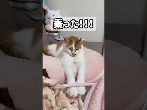 トロしゃんの一発芸を見よ！！ #shorts(YouTube)