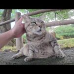 太ったキジトラ猫とそのお友達を順番にナデナデする(YouTube)