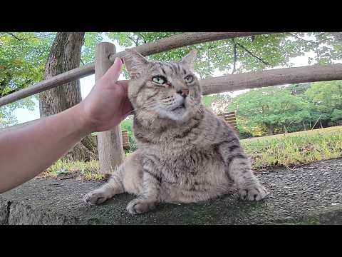 太ったキジトラ猫とそのお友達を順番にナデナデする(YouTube)