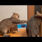 みんなイライラして度付き合い寸前です(YouTube)