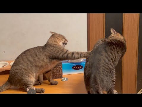 みんなイライラして度付き合い寸前です(YouTube)