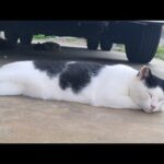 感動猫動画 のライブ配信(YouTube)
