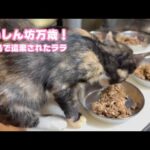 食いしん坊万歳  奥武島で遺棄されたララ  三毛なのかサビなのか不明   2025 08 30 1(YouTube)
