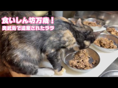 食いしん坊万歳  奥武島で遺棄されたララ  三毛なのかサビなのか不明   2025 08 30 1(YouTube)