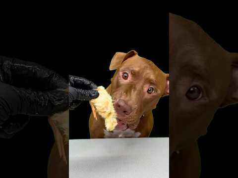 閲覧注意⚠️久しぶりのひよこを拒否するピットブル(YouTube)