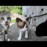 島の中腹にある猫集会所で、集まった猫たちにちゅーるを差し入れしてきた🐾✨(YouTube)