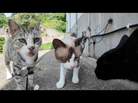 島の中腹にある猫集会所で、集まった猫たちにちゅーるを差し入れしてきた🐾✨(YouTube)