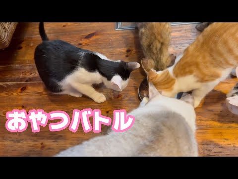 おやつバトル  チビーズvsノジ   2025 08 28 2(YouTube)