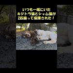 いつも一緒にいたキジトラ猫とシャム猫が2匹揃って保護された！ #猫 #ねこ #cat(YouTube)