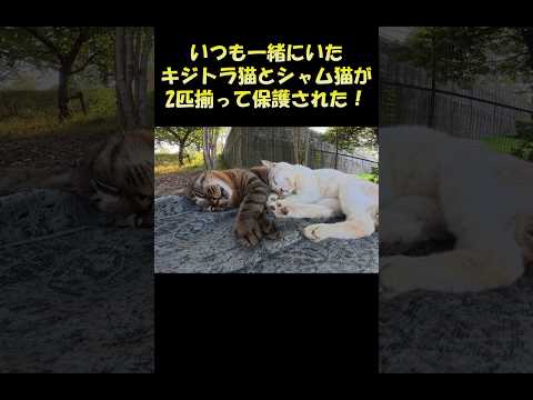いつも一緒にいたキジトラ猫とシャム猫が2匹揃って保護された！ #猫 #ねこ #cat(YouTube)