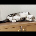 オデコの暑い一日の過ごし方に密着してみました(YouTube)