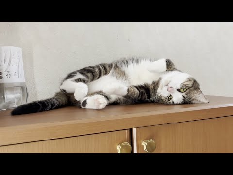 オデコの暑い一日の過ごし方に密着してみました(YouTube)