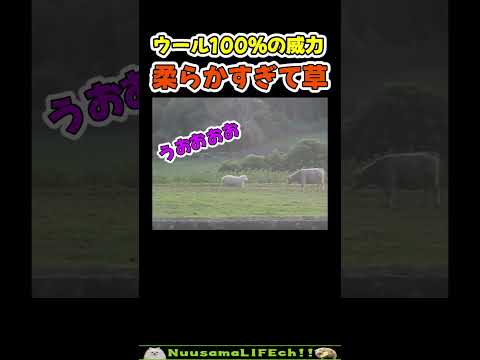 羊が牛に喧嘩を売った結果w【おもしろ動物】 #funny(YouTube)