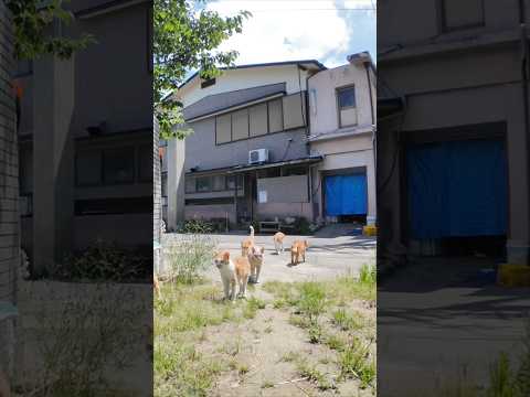 猫島の小学校の登校風景(YouTube)