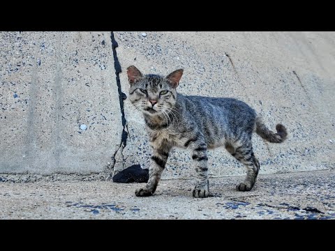 防波堤の猫ちゃん、警戒心強そうなのに意外とモフられてデレる姿が可愛すぎた🐾💖(YouTube)
