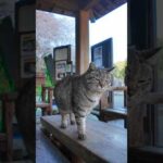 足湯の猫、湯船の縁の温かい所に座ってカワイイ(YouTube)
