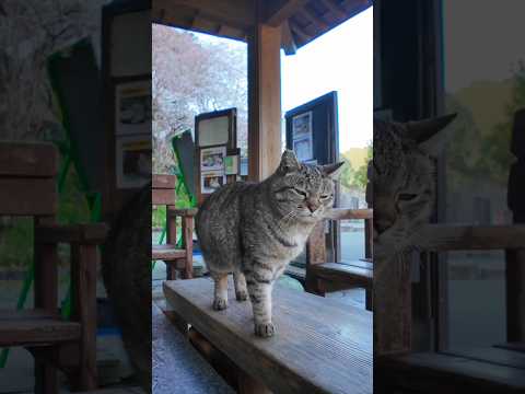 足湯の猫、湯船の縁の温かい所に座ってカワイイ(YouTube)