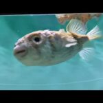 魚の泳ぎ方「サザングローブフィッシュ」：葛西臨海水族園(YouTube)